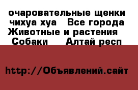 очаровательные щенки чихуа-хуа - Все города Животные и растения » Собаки   . Алтай респ.